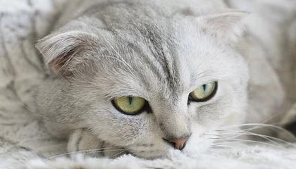 世界杯官方直播app下载中心手机版-米兰冬残奥会开幕式中国体育代表团旗手公布